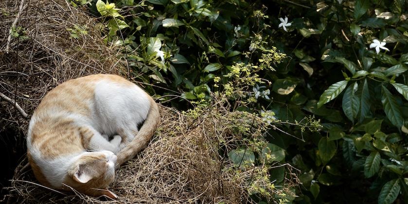 cat sleeping on plants